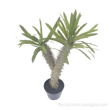 Cactus W/Pot